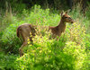 White Tail Deer 1