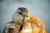 Sleeping Duck 2