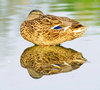 Sleeping Duck 4
