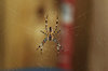 Wood Spider 1