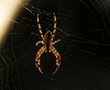 Wood Spider 5