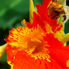 Cuban Flowers 3