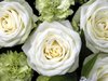 Elegant roses