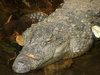 Marsh Crocodile