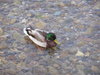 Duck in a stream