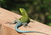 colorful lizard