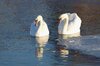 Swans in icy water