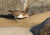 Common Sandpiper
