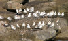 Shorebirds