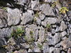 Castle Karpien ruins