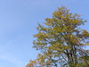 Tree crown against the sky