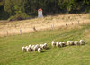 Sheep on the hill