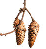 Pine cones