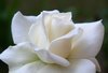 white rose