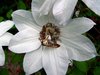 crab spider eating moth