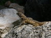 Cuban curly-tailed lizard 2