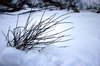 neve