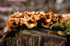 fungus 1