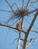 Kite Nest