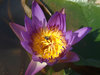 water flower beauties