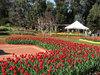 tulips at Araluen
