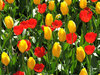tulips at Araluen