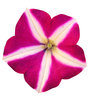 Pink flower