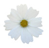 White flower