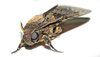 Moth