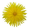 A yellow flower