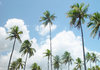 > Palm 2