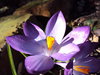 Purple crocus