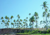 > Palm 5