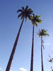 > ImperialPalm 3