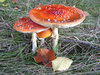 Toadstool