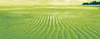 > GreenParadise