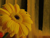> Gerbera 4