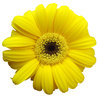 > Gerbera 2