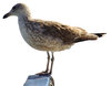 > Seagull 1