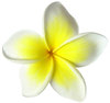 > Star Flower 1