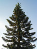 > Pine