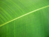 > Green 2