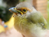 > Bird_Girl 3