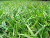 > Green Grass 1
