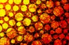 Yellow Circles