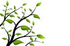 Spring Branch