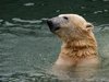 Polar bear in water