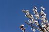 apricot tree