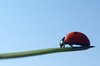 Ladybird