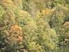 Kudowa forests
